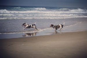 Artie & Gordy loved romping at Oregon Dunes National Recreation Area, Oregon