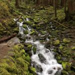 On our hike in Olympic National Park