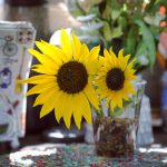 Nebraska Sandhills Journey Byway native sunflower