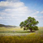 Nebraska Sandhills