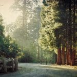 Giant sequoias