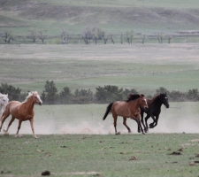 Running wild in Hot Springs, SD