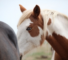 Wild Mustang blue eye
