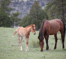 mama and baby series