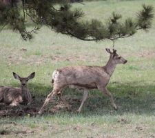 Mule deer