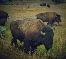 Bison in Theodore Roosevelt National Park in North Dakota