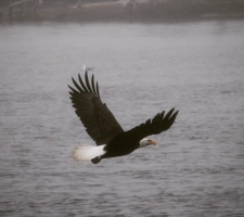 Bald eagle in flight