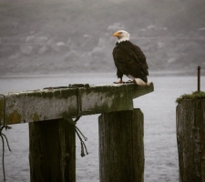 Bald Eagle