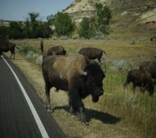 Bison in Theodore Roosevelt National Park, ND