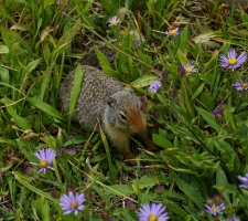 Colombian ground squirrel, Glacier National Park, MT