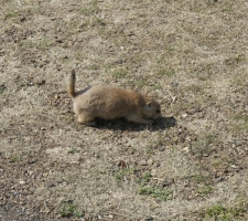 Prairie Dog