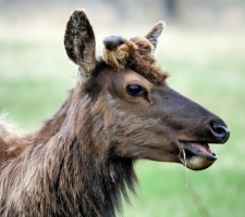 Young bull elk at Upper Beaver Meadow, Rocky Mountain National Park