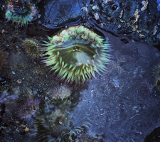 Sea anemone, Ruby Beach, WA