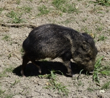 Young javalina at Big Bend National Park