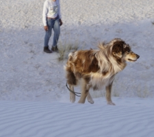 Australian Shepherd at White Sands National Monument