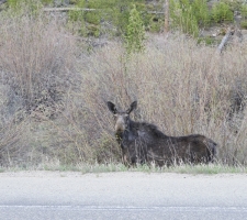 Female Moose near Rocky Mountain National Park