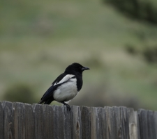 Black-billed Magpie in Estes Park, CO