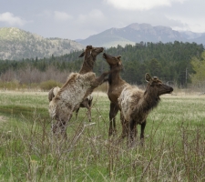 Young bull elks prancing at Upper Beaver Meadow, Rocky Mountain National Park