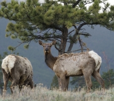Female elk (cow) in Rocky Mountain National Park, CO