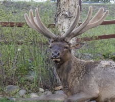 Bull elk at Paradise On the River, Estes Park, CO
