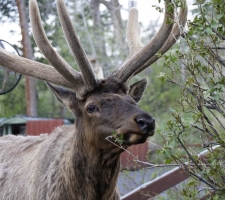 Female Moose near Rocky Mountain National Park