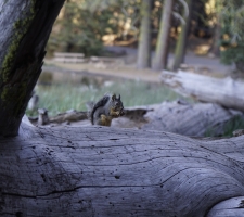 Chickaree, or Douglas/Pine squirrel, Lassen Volcanic National Park, CA