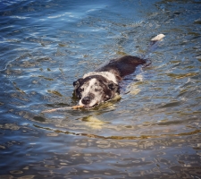 13yr old "Bean" retrieves a stick in Chambers Lake, CO