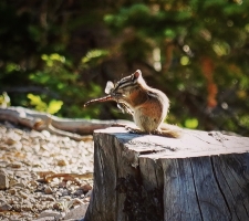 Chipmunk eats a dragonfly at Chambers Lake Campground, CO