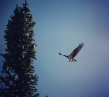 Osprey with trout at Chambers Lake, CO